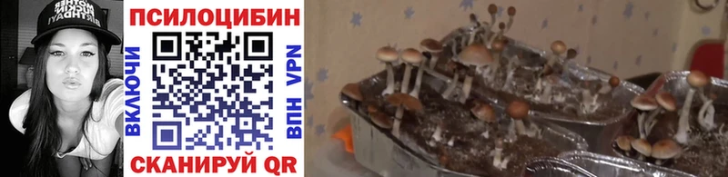 Псилоцибиновые грибы Psilocybe  где продают наркотики  Усть-Джегута 